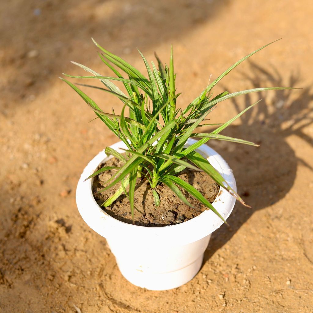 Buy Rohellia / Mexican Petunia (any colour) in 6 Inch Classy White Plastic Pot Online | Urvann.com Ruellia / Mexican Petunia (any colour) in 6 Inch Classy White Plastic Pot
