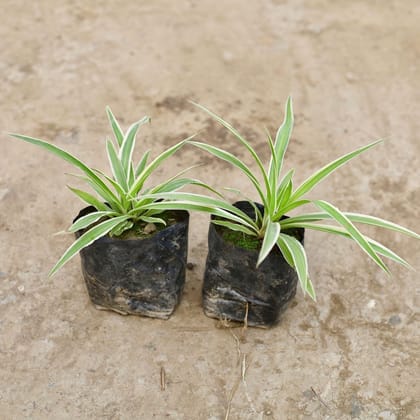 Buy Set of 2 - Spider Plant in 3 Inch Nursery Bag Online | Urvann.com