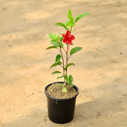 Buy Hibiscus Red in 6 Inch Nursery Pot Online | Urvann.com