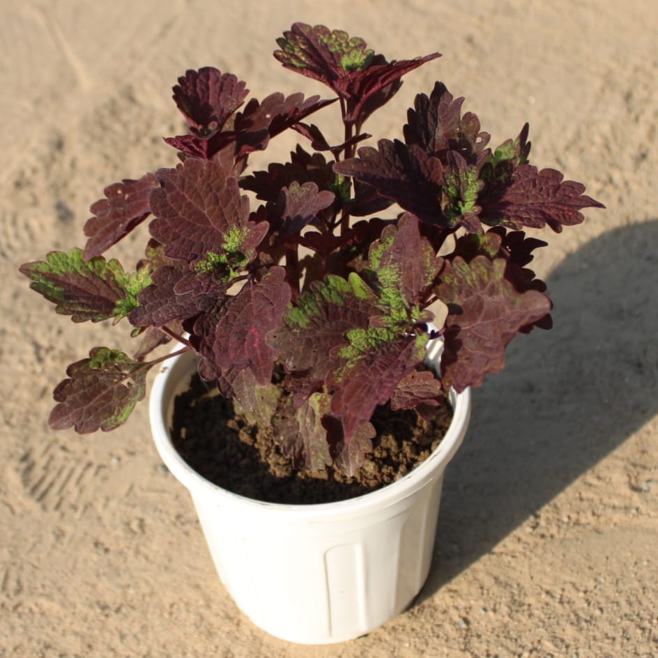 Coleus Brown in 6 Inch Nursery Pot