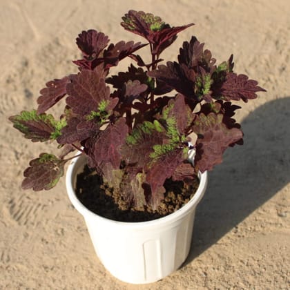Buy Coleus Brown in 6 Inch Nursery Pot Online | Urvann.com