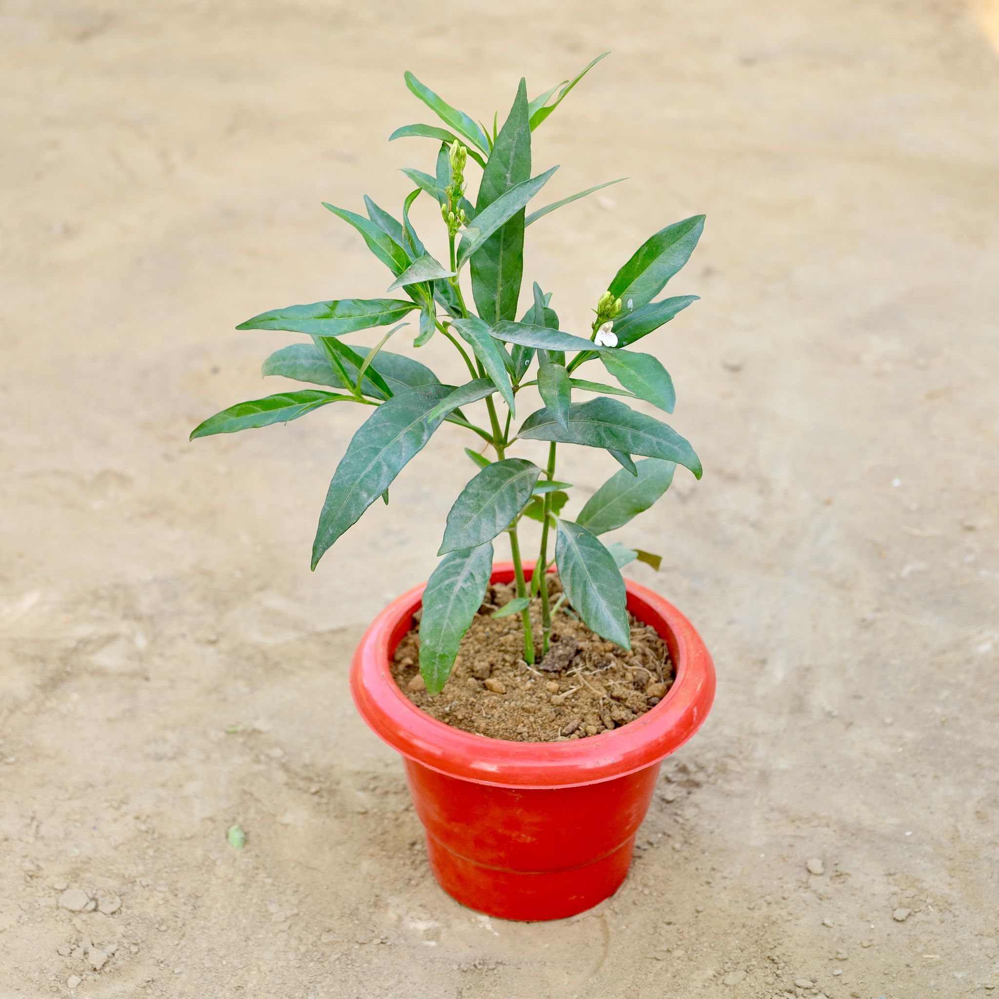 Sukh Shanti in 6 Inch Red Classy Plastic Pot