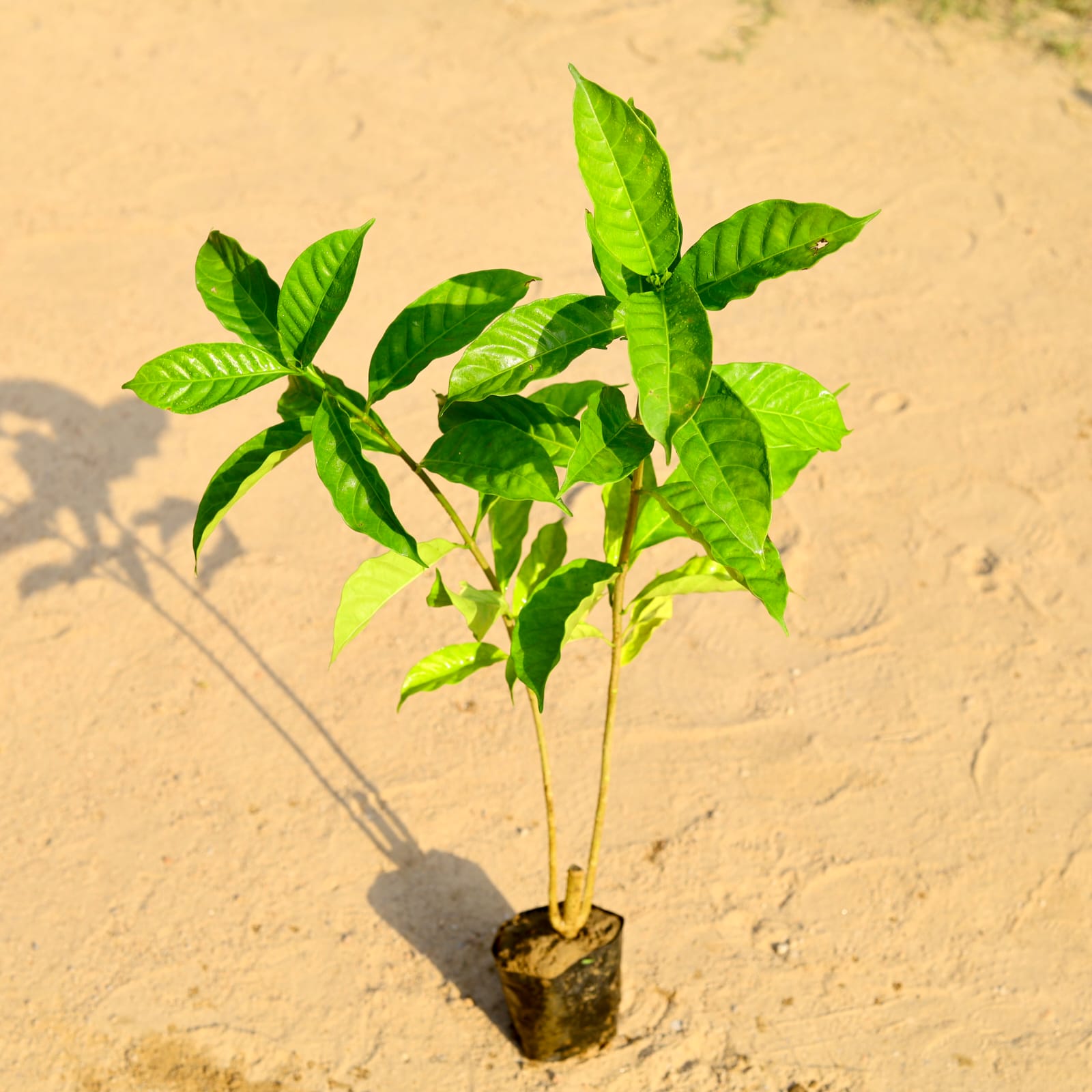 Chandni White Double (~ 2 Ft) in 4 Inch Nursery Bag
