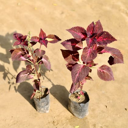 Buy Set of 2 - Coleus Red / Brown in 4 Inch Nursery bag Online | Urvann.com