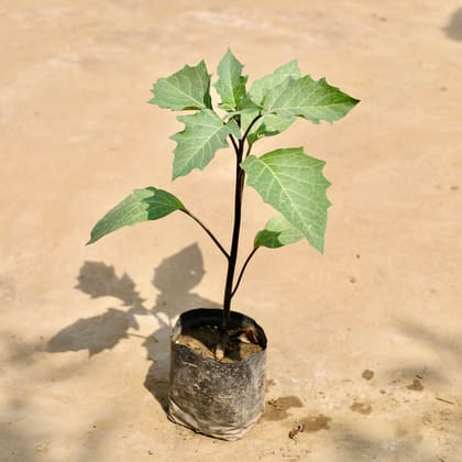 Buy Dhatura in 4 Inch Nursery Bag Online | Urvann.com