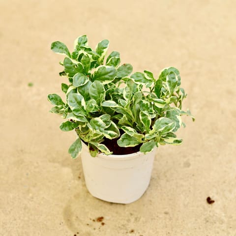 Alternanthera White in 5 Inch White Nursery Pot