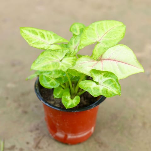 Syngonium Golden Arrowhead in 4 Inch Nursery Pot