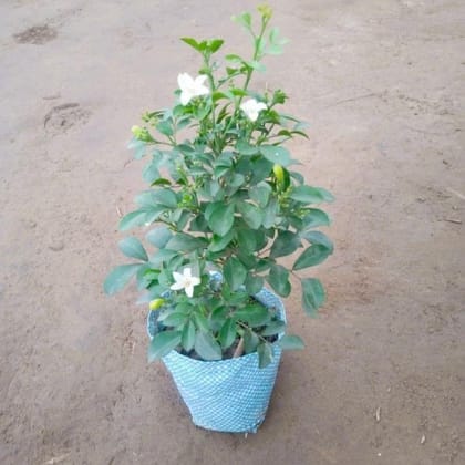 Buy Madhu Kamini Dwarf White In 4 Inch Nursery Bag Online | Urvann.com