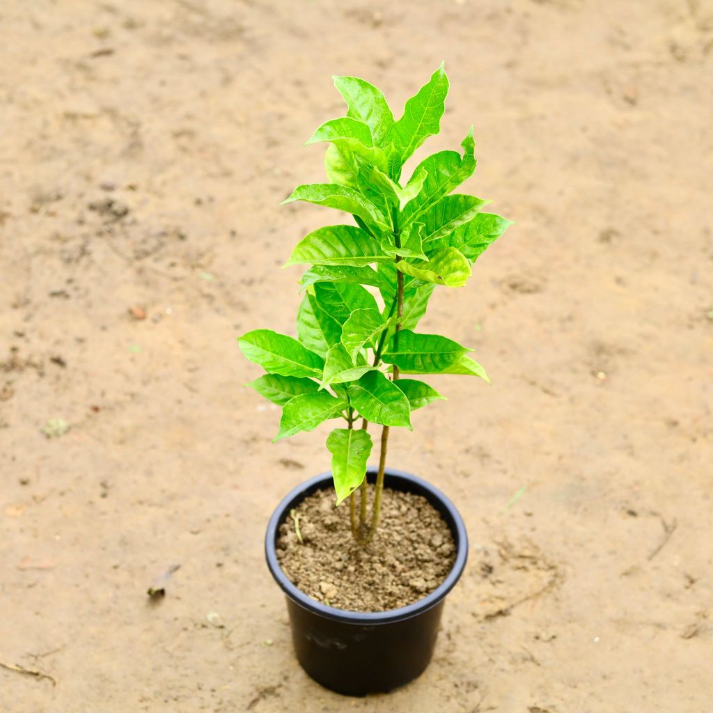 Buy Chandni Double in 6 Inch Nursery Pot Online | Urvann.com Chandni Double in 6 Inch Nursery Pot
