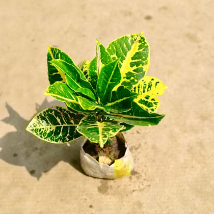 Buy Croton Petra Yellow in 4 Inch Nursery Bag Online | Urvann.com
