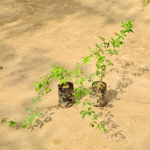 Set of 2 - Chameli (Any Colour) in 4 Inch Nursery Bag