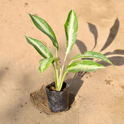 Buy Aglaonema Silver Queen in 4 Inch Nursery bag | Urvann.com