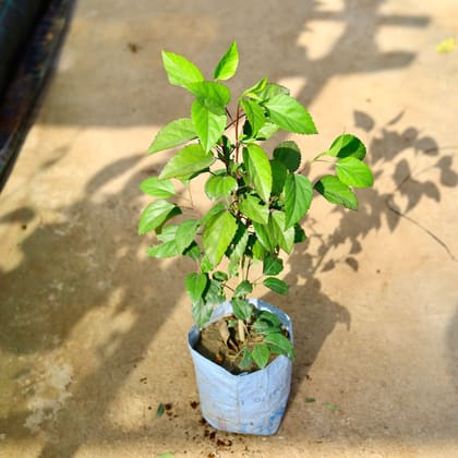 Buy Hibiscus / Gudhal Red in 8 Inch Nursery Bag Online | Urvann.com