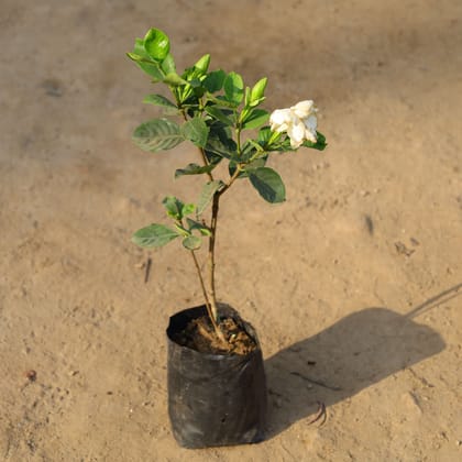 Buy Gardenia / Gandhraaj (Any Colour) in 5 Inch Nursery Bag Online | Urvann.com