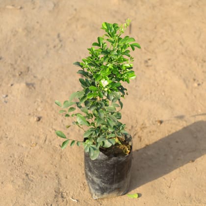Buy Murraya / Madhu Kamini (Any Colour) in 4 Inch Nursery Bag Online | Urvann.com