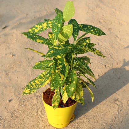 Buy Baby Croton Gold Star in 4 Inch Yellow Florence Self Watering Pot Online | Urvann.com
