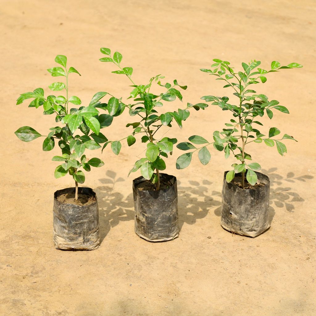 Buy Set of 3 - Murraya / Madhu Kamini (Any Colour) in 4 Inch Nursery Bag Online | Urvann.com Set of 3 - Murraya / Madhu Kamini (Any Colour) in 4 Inch Nursery Bag