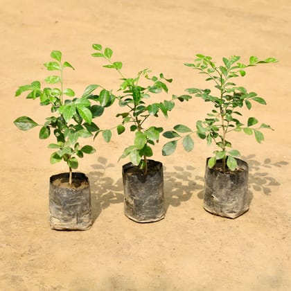 Buy Set of 3 - Murraya / Madhu Kamini (Any Colour) in 4 Inch Nursery Bag Online | Urvann.com