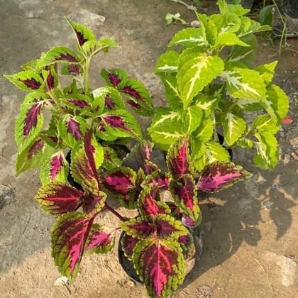 Buy Set of 3 - Coleus (any colour) in 6 Inch Plastic Pot Online | Urvann.com