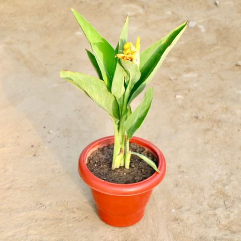 Canna (Any Colour) in 8 Inch Red Classy Plastic Pot