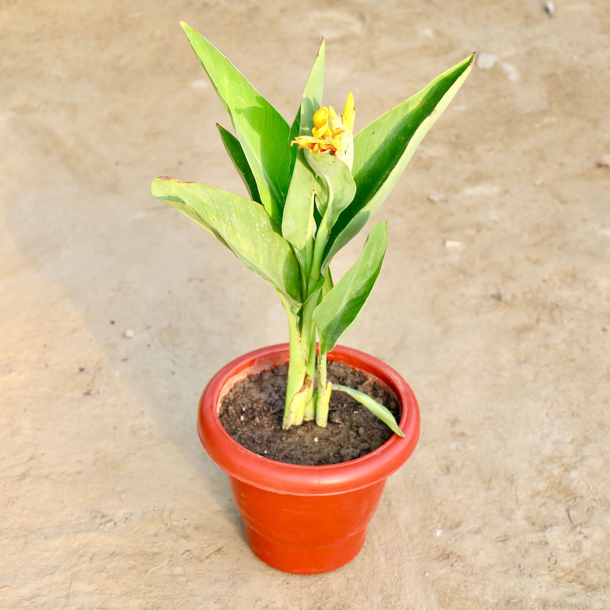 Canna (Any Colour) in 8 Inch Red Classy Plastic Pot