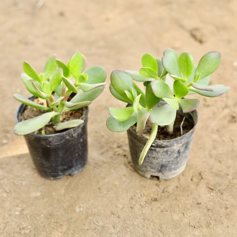 Set of 2 - Crassula in 4 Inch Nursery Pot