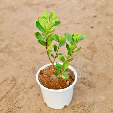Gardenia / Gandhraj (any colour) in 6 Inch White Nursery pot