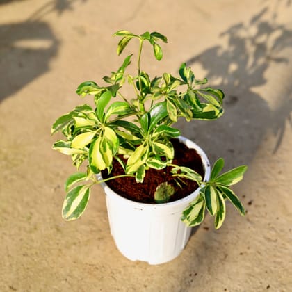 Buy Schefflera Variegated in 6 Inch White Super Nursery Pot | Urvann.com