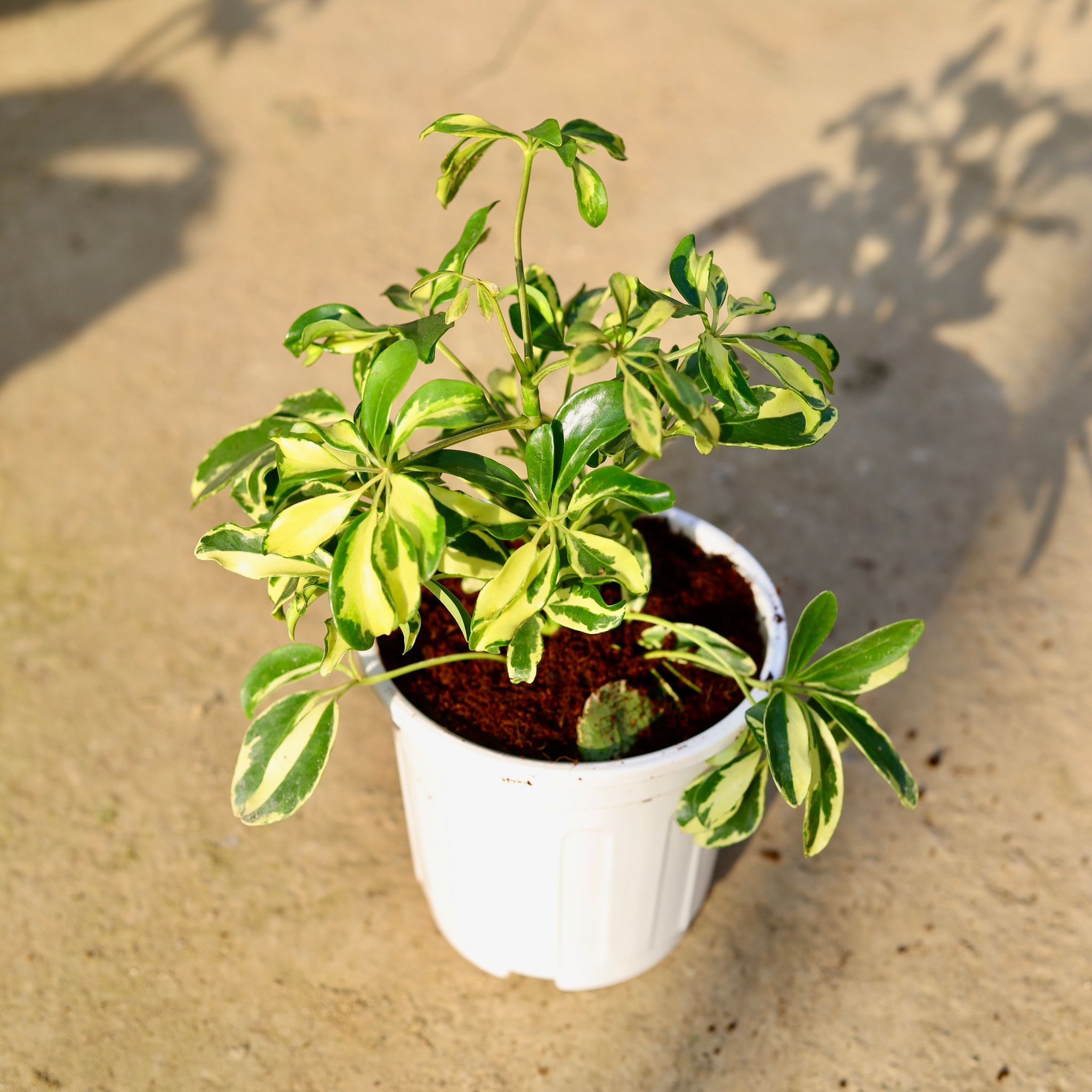 Schefflera Variegated in 6 Inch White Super Nursery Pot