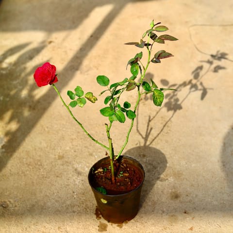 English Rose (Any Colour) in 6 Inch Nursery Pot