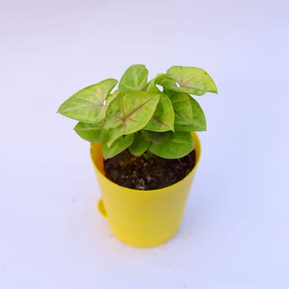 Buy Syngonium Green in 4 Inch Yellow Florence Self Watering Pot Online | Urvann.com