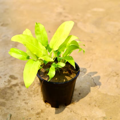 Buy Philodendron Golden in 6 Inch Nursery Pot Online | Urvann.com