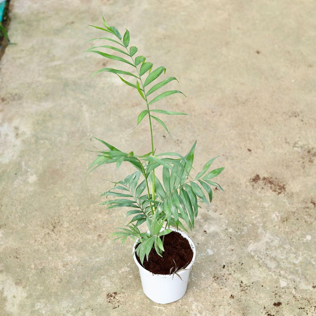 Buy Chameadorea Palm In 6 Inch White Nursery Pot Online | Urvann.com Chameadorea Palm in 6 Inch White Nursery Pot