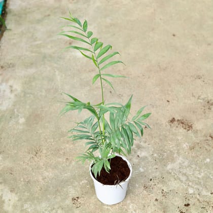 Buy Chameadorea Palm In 6 Inch White Nursery Pot Online | Urvann.com