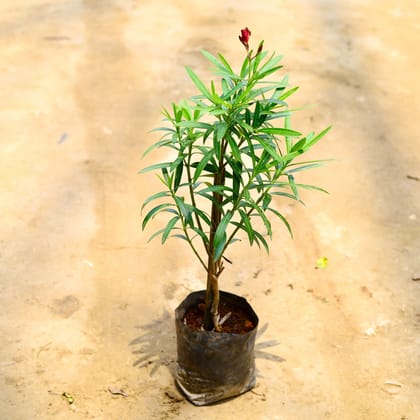 Buy Oleander / Kaner Dwarf Red in 8 Inch Nursery Bag Online | Urvann.com