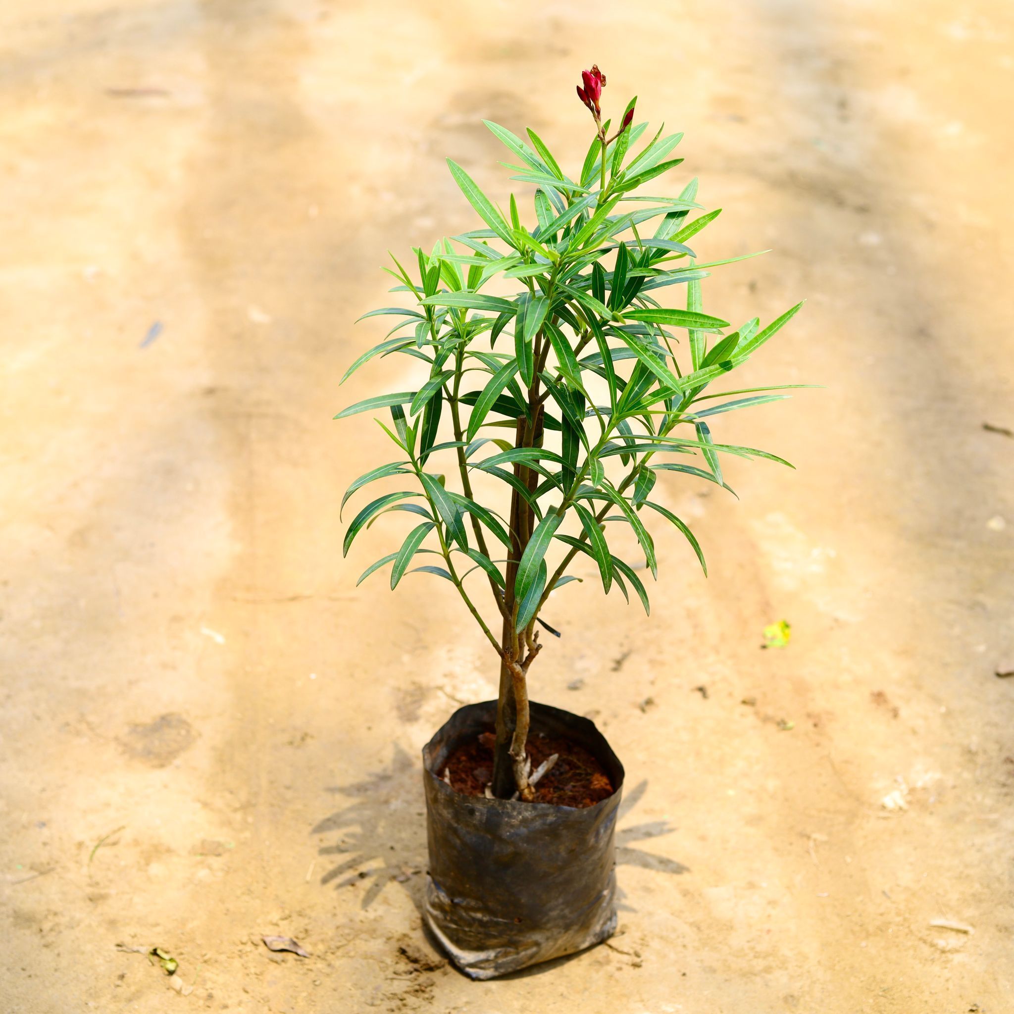 Oleander / Kaner Dwarf Red in 8 Inch Nursery Bag