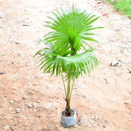 Buy China / Fan Palm (~ 2 Ft) in 8 Inch Nursery Bag Online | Urvann.com