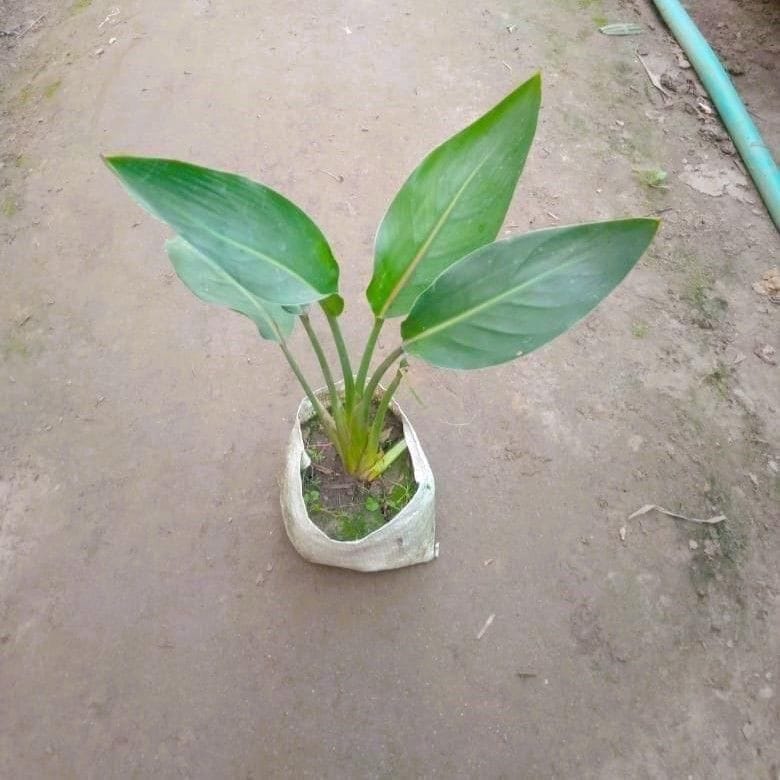 Buy Bird Of Paradise Plant in 4 Inch Nursery Bag Online | Urvann.com Bird Of Paradise Plant in 4 Inch Nursery Bag