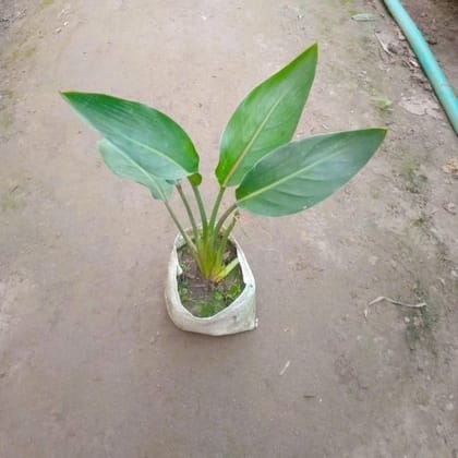 Buy Bird Of Paradise Plant in 4 Inch Nursery Bag Online | Urvann.com