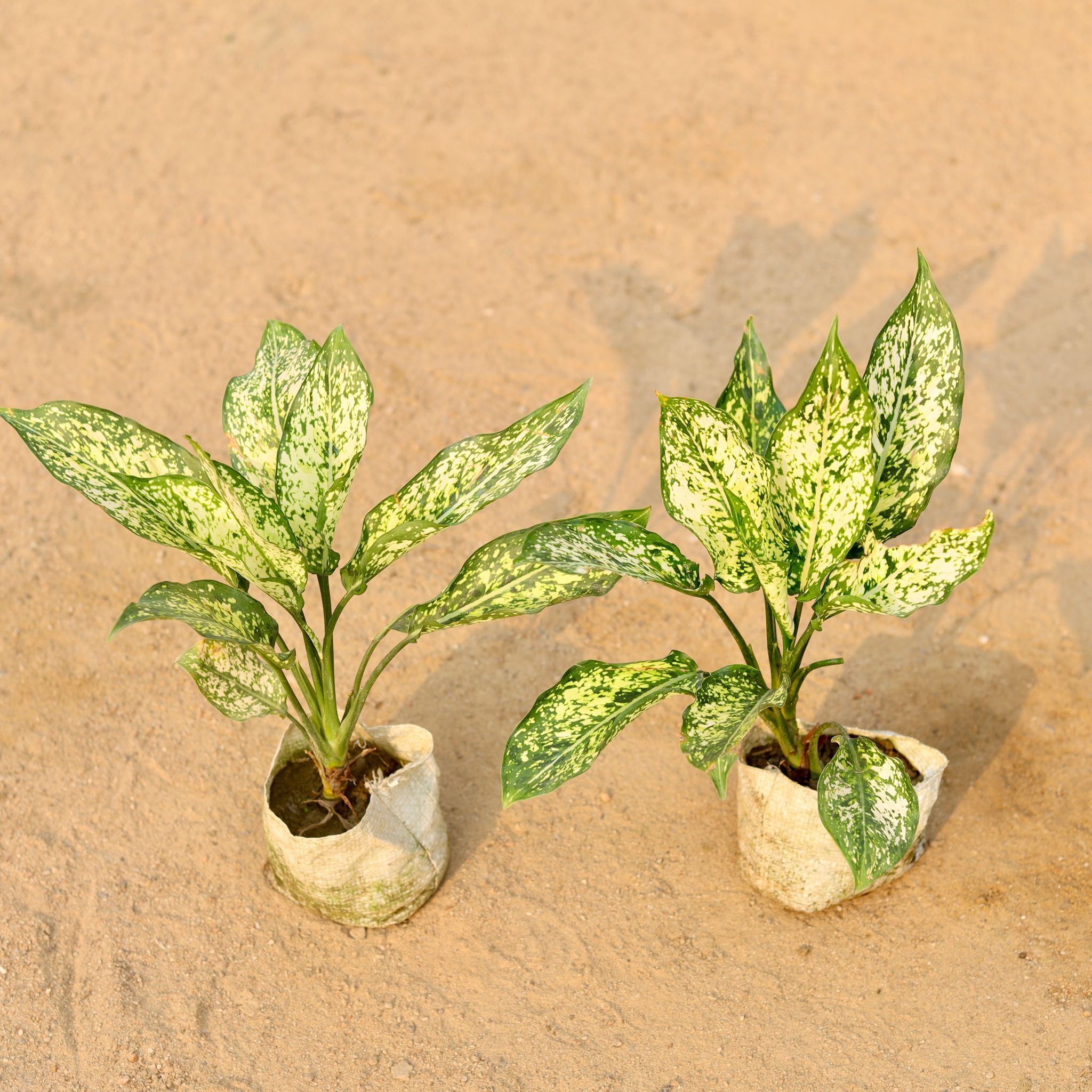 Set of 2 - Aglaonema Snow white in 5 Inch Nursery Bag