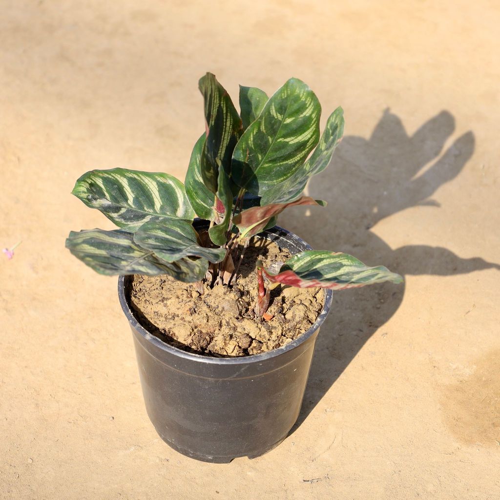 Calathea Makoyana in 6 Inch Nursery Pot