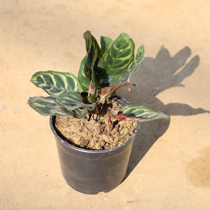 Buy Calathea Makoyana in 6 Inch Nursery Pot | Urvann.com