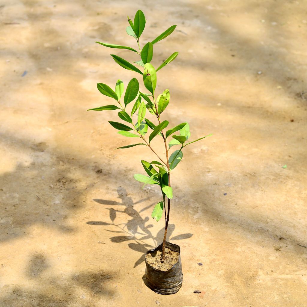 Buy All Spice Plant in 5 Inch Nursery Bag Online | Urvann.com All Spice Plant in 5 Inch Nursery Bag