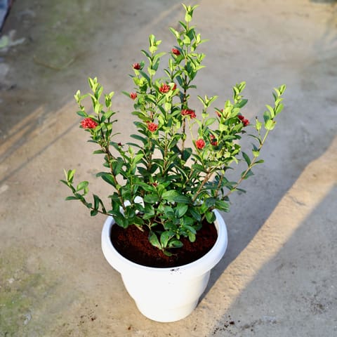 Ixora Dwarf (Any Colour) in 10 Inch Classy White Plastic Pot