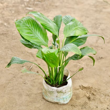 Buy Peace Lily (Any Colour) in 7 Inch Nursery bag Online | Urvann.com