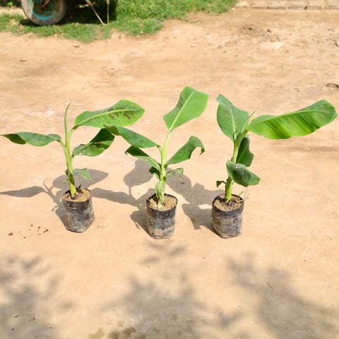 Set of 3 - Banana Plant in 7 Inch Nursery Bag