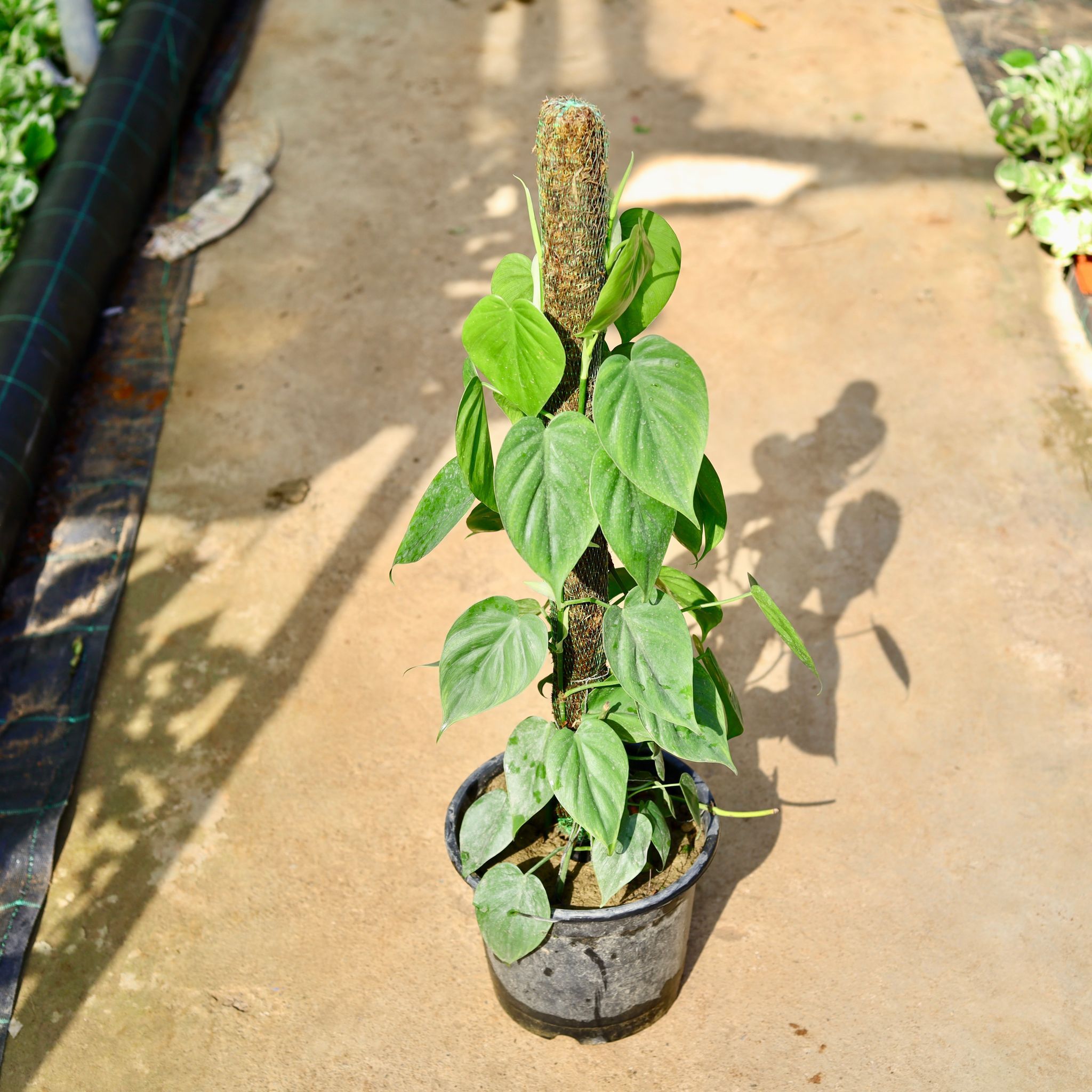 Oxycardium Green with 3 Ft Moss Stick in 10 Inch Nursery Pot