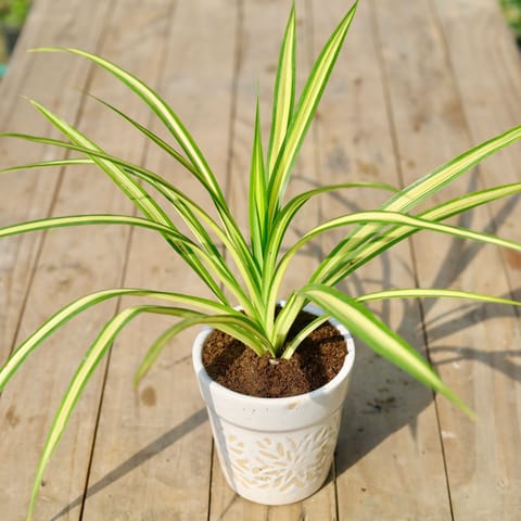 Pandanus / Screwpine in 6 Inch Classy White Cylindrical Designer Ceramic Pot (any design)