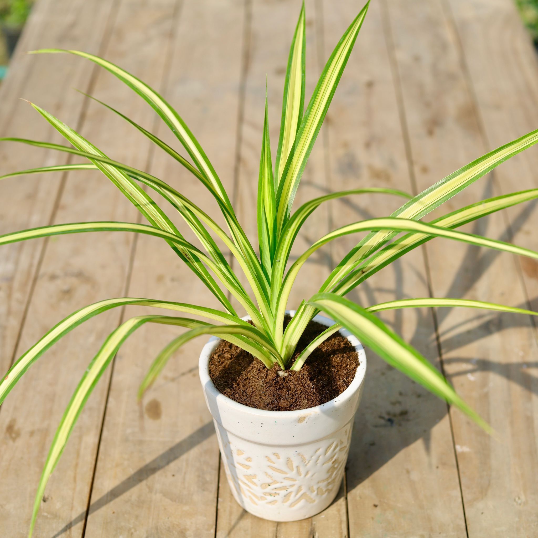 Pandanus / Screwpine in 6 Inch Classy White Cylindrical Designer Ceramic Pot (any design)