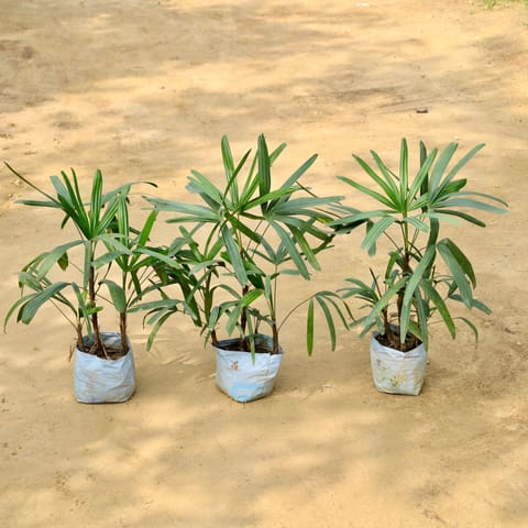 Set of 3 - Raphis Palm in 8 Inch Nursery Bag